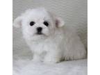 Maltese Puppy for sale in Littlerock, CA, USA