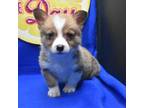 Pembroke Welsh Corgi Puppy for sale in Weaubleau, MO, USA