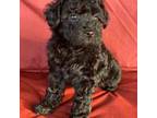 Poodle (Toy) Puppy for sale in Bedford, IN, USA