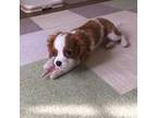 Cavalier King Charles Spaniel Puppy for sale in Shingle Springs, CA, USA