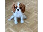 Cavalier King Charles Spaniel Puppy for sale in Shingle Springs, CA, USA