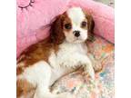Cavalier King Charles Spaniel Puppy for sale in Shingle Springs, CA, USA