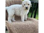 Goldendoodle Puppy for sale in Mount Hermon, LA, USA