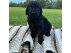 Goldendoodle Puppy for sale in Mount Hermon, LA, USA