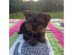Yorkshire Terrier Puppy for sale in Texarkana, TX, USA