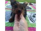 Yorkshire Terrier Puppy for sale in Texarkana, TX, USA