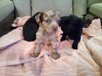 Chorkie Puppy for sale in Meriden, CT, USA