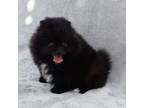 Pomeranian Puppy for sale in West Palm Beach, FL, USA