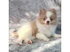 Pomeranian Puppy for sale in West Palm Beach, FL, USA