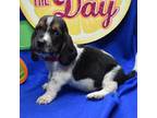 Basset Hound Puppy for sale in Weaubleau, MO, USA