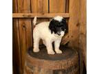 Mutt Puppy for sale in Pottsville, PA, USA