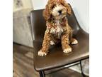 Poodle (Toy) Puppy for sale in Rockville, MD, USA