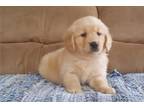 Golden Retriever Puppy for sale in Springfield, MO, USA