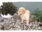 Golden Retriever Puppy for sale in Indianapolis, IN, USA