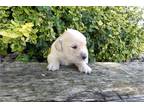 Golden Retriever Puppy for sale in Indianapolis, IN, USA