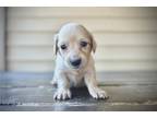 Mutt Puppy for sale in Fort Smith, AR, USA