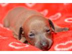 Italian Greyhound Puppy for sale in Fort Worth, TX, USA