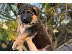 German Shepherd Dog Puppy for sale in Fort Worth, TX, USA
