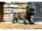 Cairn Terrier Puppy for sale in Salina, KS, USA