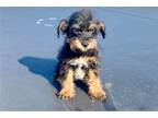 Mutt Puppy for sale in San Diego, CA, USA