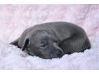 Italian Greyhound Puppy for sale in Fort Worth, TX, USA