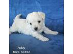 Maltipoo Puppy for sale in Tempe, AZ, USA