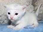 Russian White Kittens