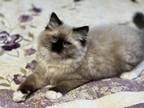 TICA Registered Male Seal Mitted Neutered