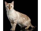 5 Exotic Male Bengal Kittens