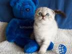Poncho Scottish Fold Color Point With Blue Eyes