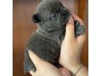 French Bulldog Puppy for sale in Hillsboro, OR, USA