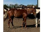 Beautiful Buckskin Roan