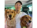 Experienced and Caring Pet Sitter in Coquitlam, BC - Trustworthy Care at