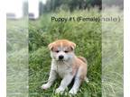 Akita PUPPY FOR SALE ADN-796504 - 4 Japanese akita puppies