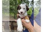 Border Collie PUPPY FOR SALE ADN-795934 - Border Aussies