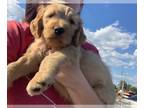 Goldendoodle (Miniature) PUPPY FOR SALE ADN-795942 - Goldendoodle Puppy