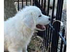 Great Pyrenees PUPPY FOR SALE ADN-795974 - Great Pyrenees puppies
