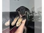 German Shepherd Dog PUPPY FOR SALE ADN-795977 - German Shepherd Puppies