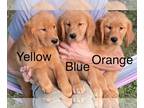 Golden Retriever PUPPY FOR SALE ADN-796076 - Golden Retriever puppies