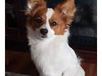 Papillon PUPPY FOR SALE ADN-796080 - White Sable Papillon Puppy