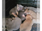 French Bulldog PUPPY FOR SALE ADN-796081 - Hosher Litter