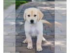 Golden Retriever PUPPY FOR SALE ADN-796085 - Golden Retriever puppy