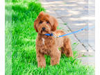 Goldendoodle PUPPY FOR SALE ADN-796094 - F1B Goldendoodle puppy