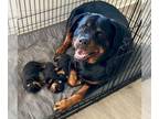 Rottweiler PUPPY FOR SALE ADN-796124 - Cocos Brood