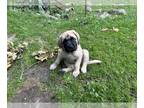 Mastiff PUPPY FOR SALE ADN-796144 - AKC English Mastiff Puppies Available