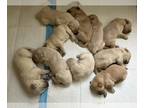 Golden Retriever PUPPY FOR SALE ADN-796147 - Purebred Golden Retrivers