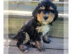 Bernedoodle (Miniature) PUPPY FOR SALE ADN-796152 - Mini Bernadoodle male puppy