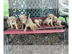 Labrador Retriever PUPPY FOR SALE ADN-796157 - Lab puppies for sale