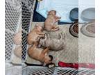 French Bulldog PUPPY FOR SALE ADN-796161 - French Bulldog Puppies