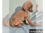 Doberman Pinscher PUPPY FOR SALE ADN-796163 - Lady fawn Doberman female